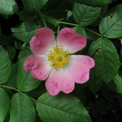 Dog Rose