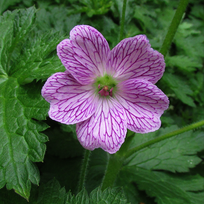 Druce's Cranesbill