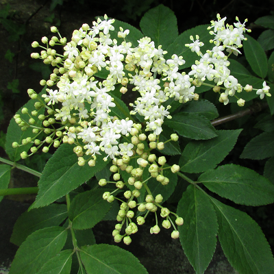 Elder