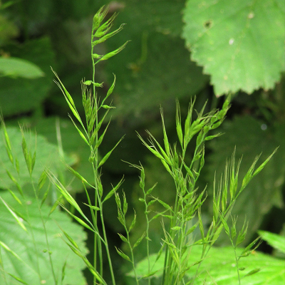 False Brome