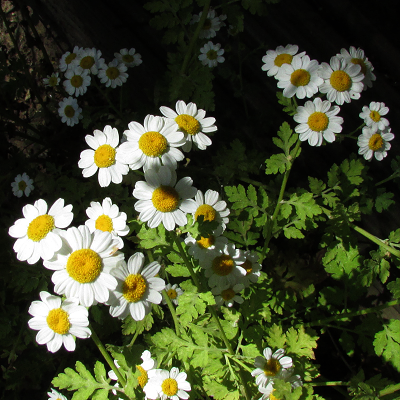 Feverfew