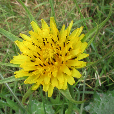 Goat's-beard