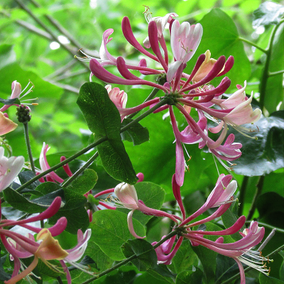 Garden Honeysuckle