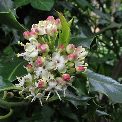 Holly