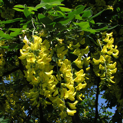 Laburnum