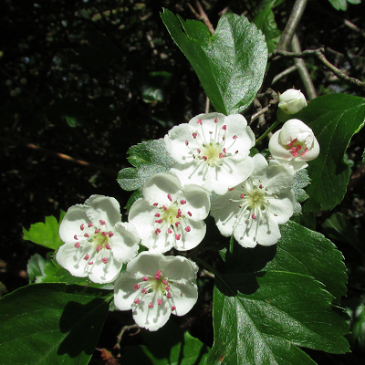 Midland Hawthorn