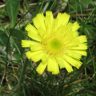 Mouse-ear Hawkweed