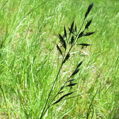 Meadow Fescue