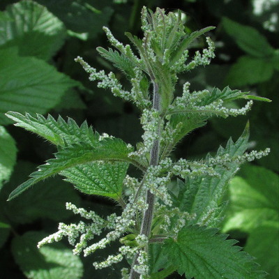 Stinging Nettle