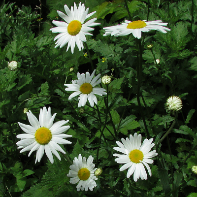 Oxeye Daisy