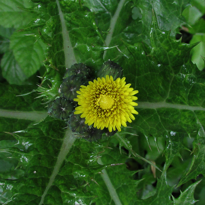 Prickly Sow-thistle