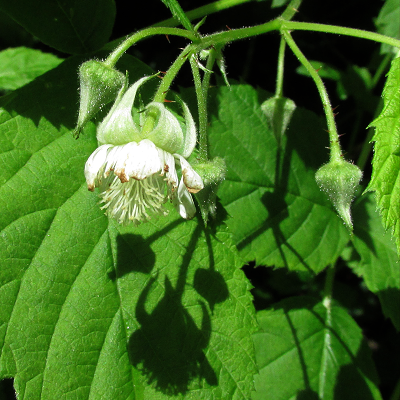 Raspberry