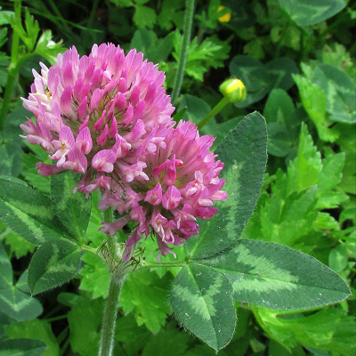 Red Clover