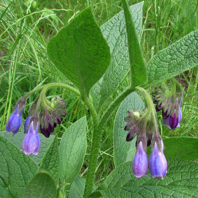 Russian Comfrey