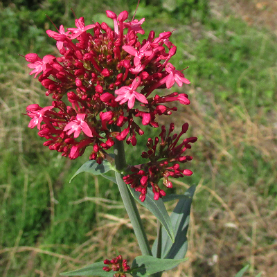 Red Valerian