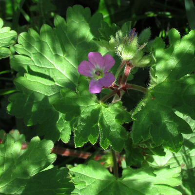 Round-leaved Cranesbill