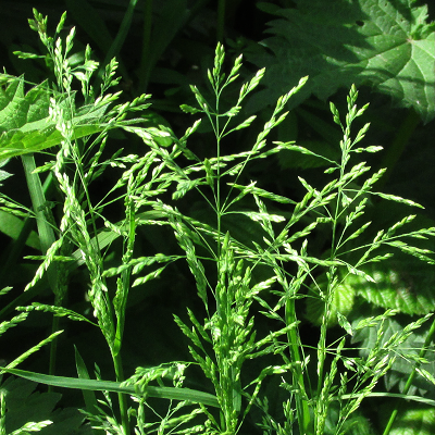 Rough Meadow-grass