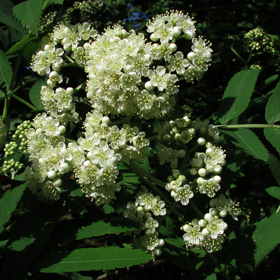 Rowan