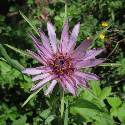 Salsify