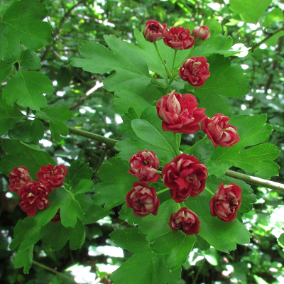 Paul's Scarlet Hawthorn