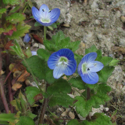 Bird's Eye Speedwell