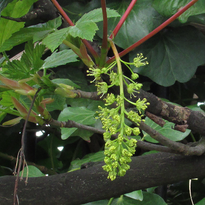 Sycamore