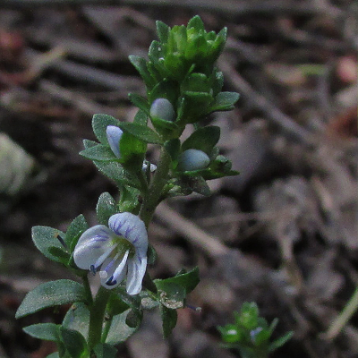 Thyme-leaved Speedwell