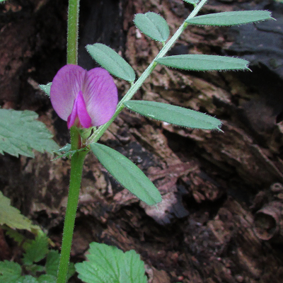 Vetch
