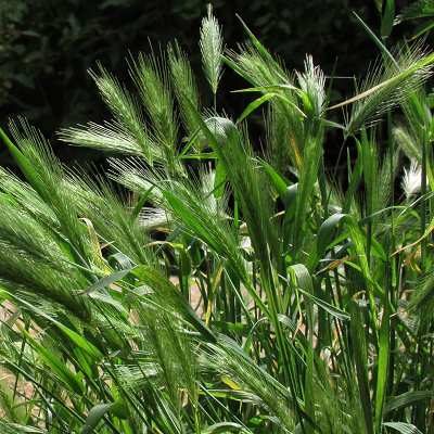 Wall Barley