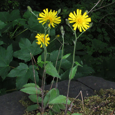 Wall Hawkweed