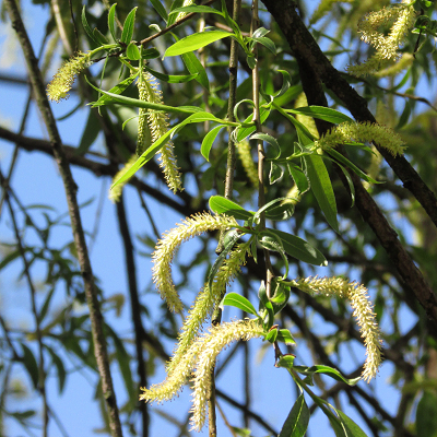 Willow
