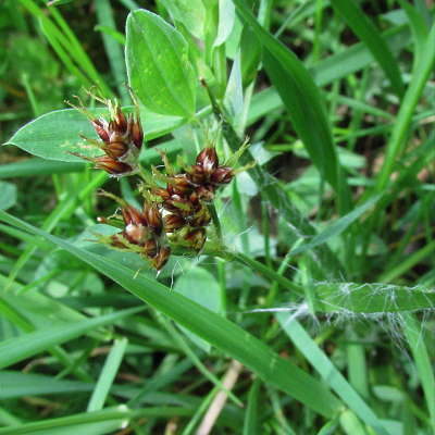 Field Wood-rush