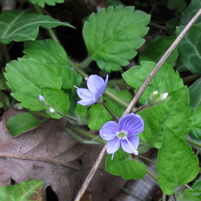 Wood Speedwell