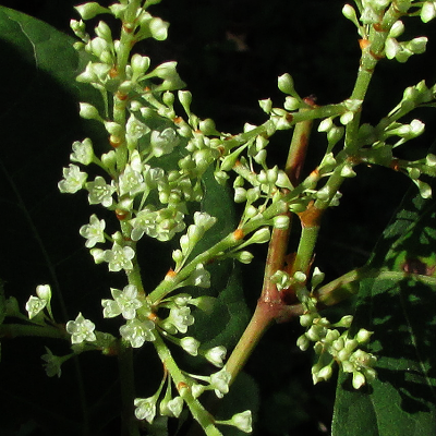 Japanese Knotweed