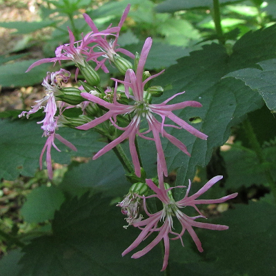Ragged Robin