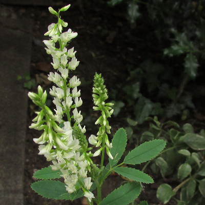 White Melilot