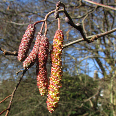 Alder