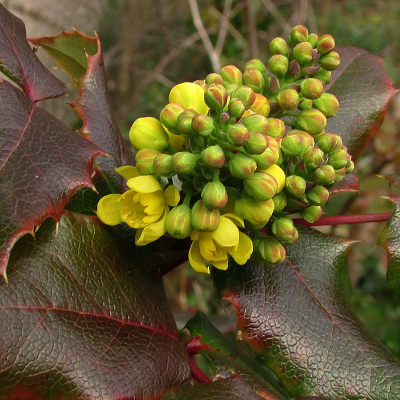 Oregon Grape