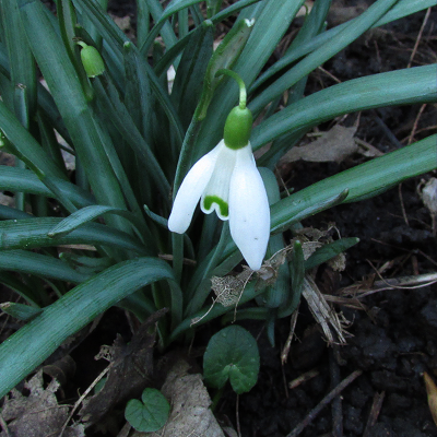 Snowdrop