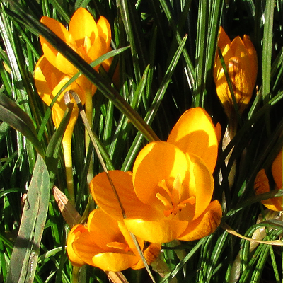 Yellow Crocus