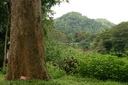 A picture