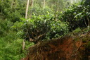 A picture