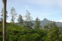 A picture