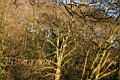 shef0009.JPG