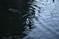 shef0032.JPG