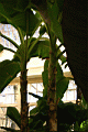 shef0059.JPG