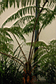 shef0081.JPG