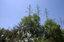 A picture
