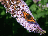 buterfly3.jpg