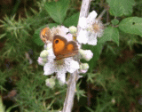 butterflies2.jpg